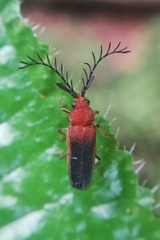 Eugeusis palpator