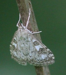 Udea olivalis