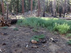 Lupinus hyacinthinus