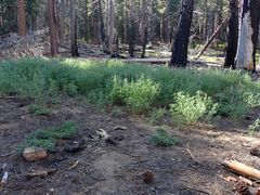 Lupinus hyacinthinus