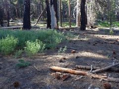 Lupinus hyacinthinus
