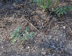 Lupinus hyacinthinus