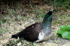 Pavo
