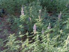 Lupinus hyacinthinus
