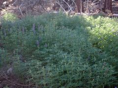 Lupinus hyacinthinus