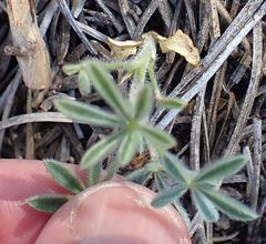 Lupinus hyacinthinus