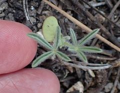Lupinus hyacinthinus