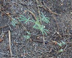 Lupinus hyacinthinus