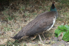 Pavo