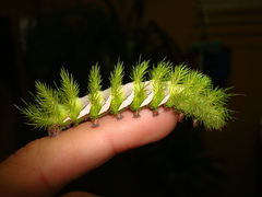 Automeris naranja