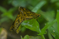 Taractrocera ceramas