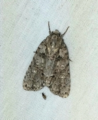 Acronicta retardata