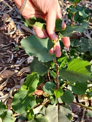 Muehlenbeckia rhyticarya