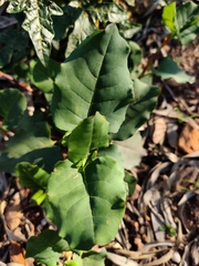 Muehlenbeckia rhyticarya