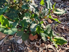 Muehlenbeckia rhyticarya