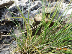 Eleocharis geniculata