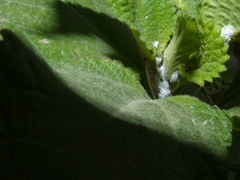 Phenacoccus solenopsis