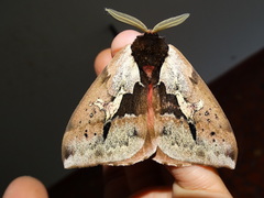 Dirphiopsis multicolor