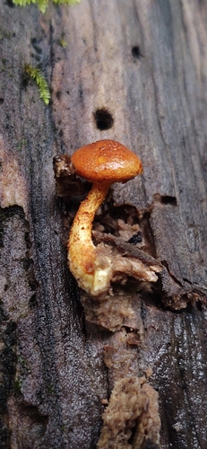 Pholiota