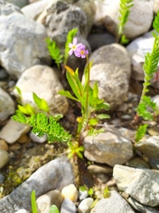 Primula stricta