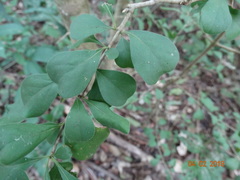 Randia obcordata