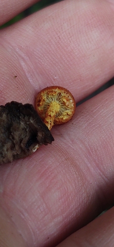 Pholiota (Photo 2 of 7)