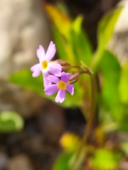 Primula stricta