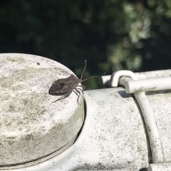 Acanthocoris sordidus