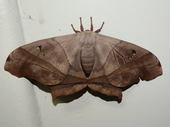 Dysdaemonia brasiliensis