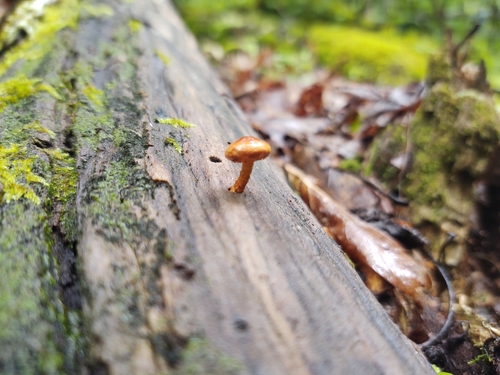 Pholiota (Photo 3 of 7)