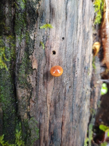 Pholiota (Photo 4 of 7)