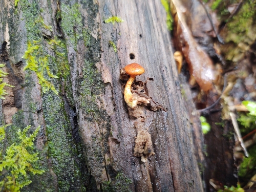 Pholiota (Photo 5 of 7)