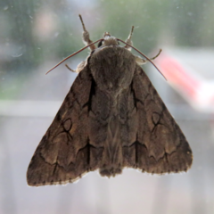 Acronicta psi