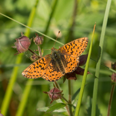 Boloria aquilonaris