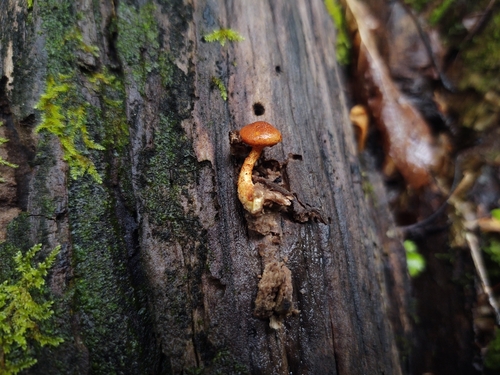 Pholiota (Photo 6 of 7)