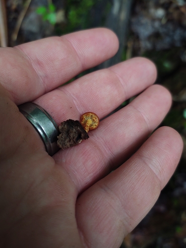 Pholiota (Photo 7 of 7)
