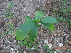 Tabernaemontana alba