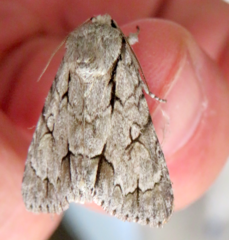 Acronicta psi