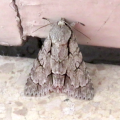 Acronicta psi