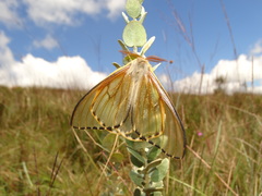 Heliconisa pagenstecheri