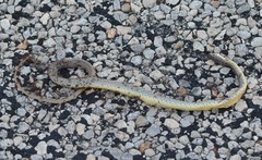 Coluber constrictor oaxaca