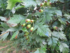 Crataegus ucrainica