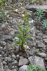 Solidago virgaurea lapponica