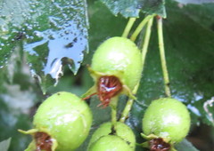 Crataegus ucrainica
