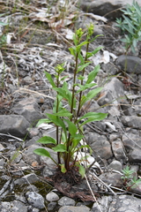 Solidago virgaurea lapponica