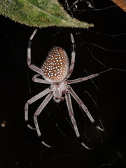 Eriophora nephiloides