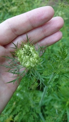 Daucus carota