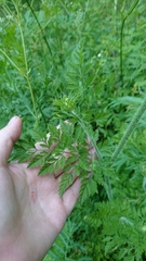 Daucus carota
