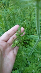 Daucus carota