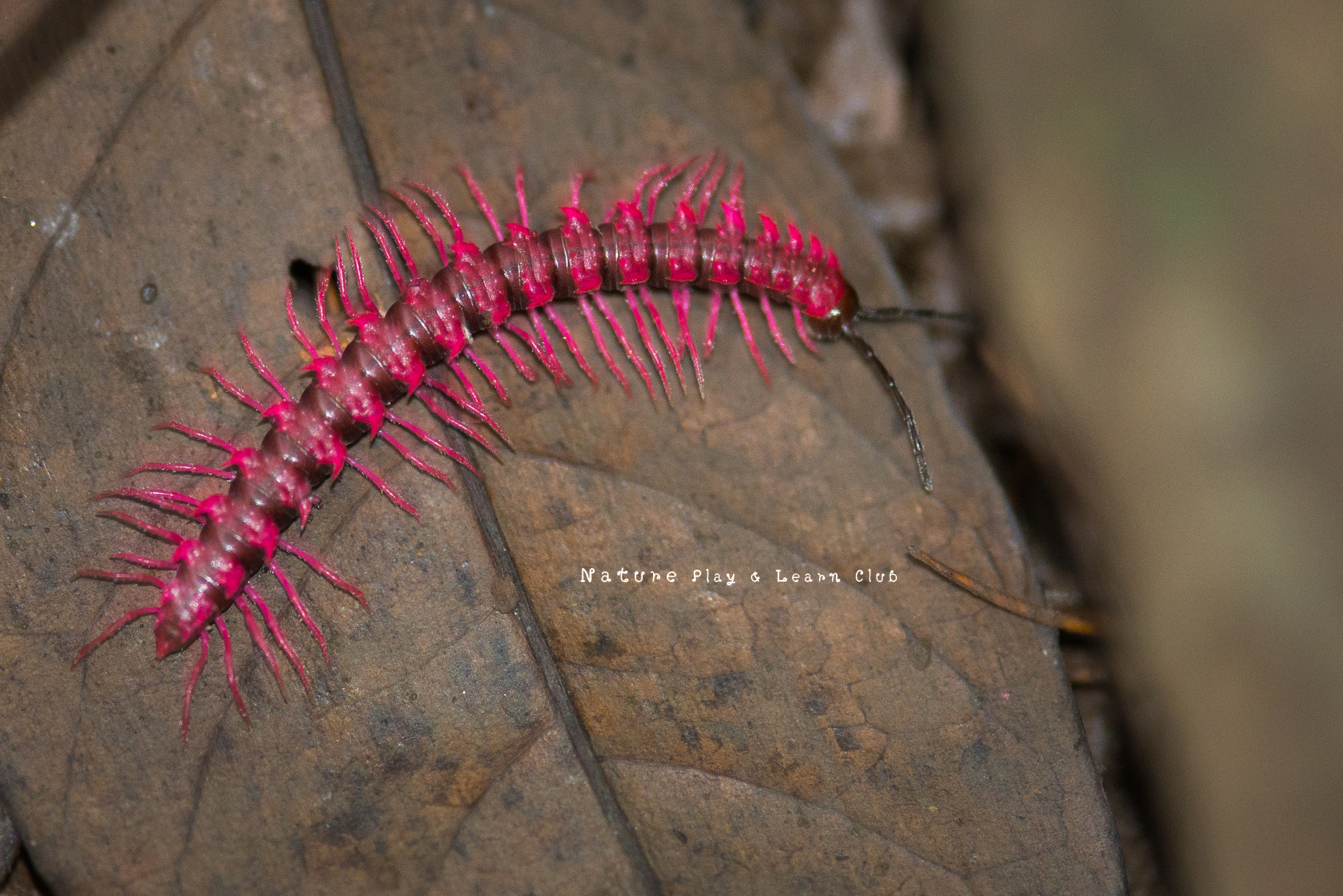 Shocking Pink Millipede (Desmoxytes purpurosea) · iNaturalist